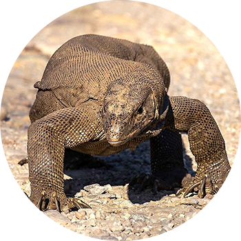 Bengal monitor