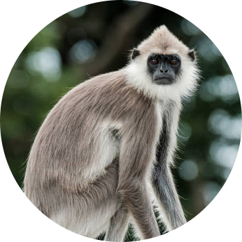 Gray langurs