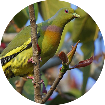 Green Pigeon