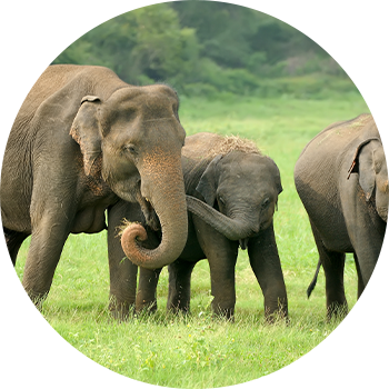 Sri Lankan elephant
