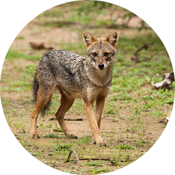Sri Lankan jackal