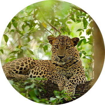 Sri Lankan leopard