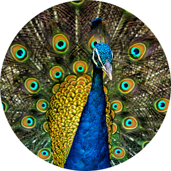 Indian peafowl